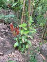 Canneliers de Ceylan (Cinnamomum verum) au Sri Lanka (Province du Sud)