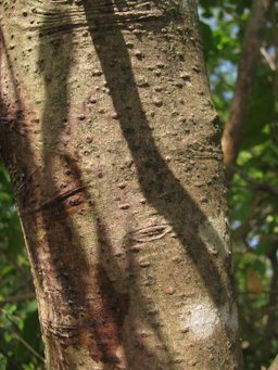 Cinnamomum verum, Sakleshpur, India