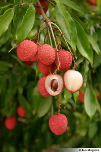 To Lychee Page - Credit: © Ian Maguire, UF/IFAS/TREC