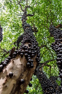 To Jaboticaba Page - Credit: © Bruno Karklis, commons.wikimedia.org