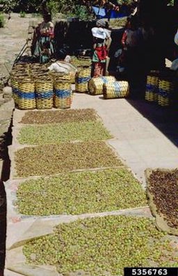 Grape fruits spread out in the sun in Bolivia