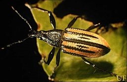 Adult diaprepes root weevil, Diaprepes abbreviatus (Linnaeus)