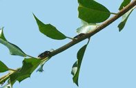 Adult glassy-winged sharpshooters, Homalodisca vitripennis (Germar), feeding on holly.