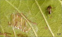 Neonate nymph (upper right) and egg mass (left center)