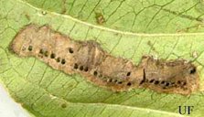 Egg mass of the glassy-winged sharpshooter, Homalodisca vitripennis (Germar), parasitized by Gonatocerus triguttatus Girault