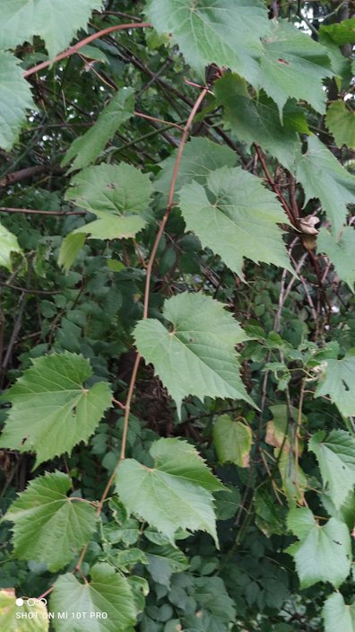 Lomanto Bunch Grape Vine