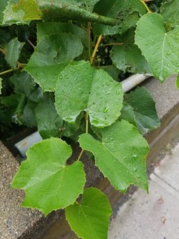 Fox Grape Vitis labrusca, Strafford, Vermont, USA