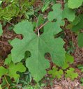 Summer grape, Vitis aestivalis, Florida, US