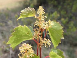 Wine Grape Vitis vinifera, Barcelona, Spain