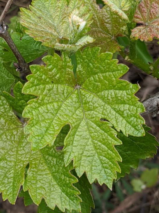 Lomanto Bunch Grape Vine