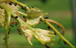 Grape aphids