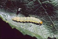 Grape Leaffolder Larvae