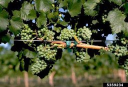 Close-up view of the results of pruning and trellising