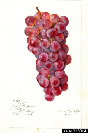 Grape illustration