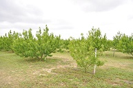 Damage symptoms caused by root-knot nematodes on peach