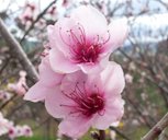 Peach blossoms