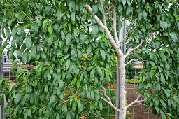 Botanical specimen in Longwood Gardens