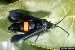 Female Peach Tree Borer Synanthedon exitiosa (Say)