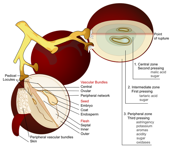 Wine grape diagram