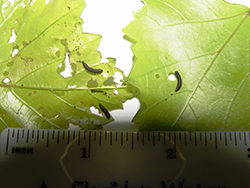 Larvae of the Grape Flea Beetle, Altica chalybea (Illiger)