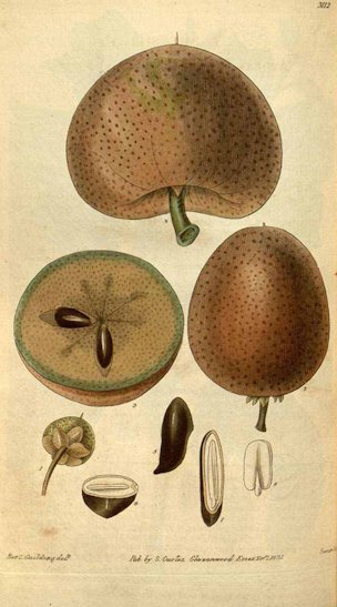 Manilkara zapota (L.) P.Royen [as Sapota achras Miller]