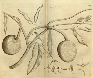 Annona reticulata L.