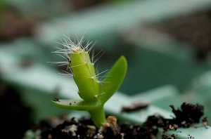Pitaya Seedling