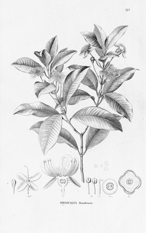 Acca sellowiana (O. Berg) Burret [as Orthostemon sellowianus O. Berg]