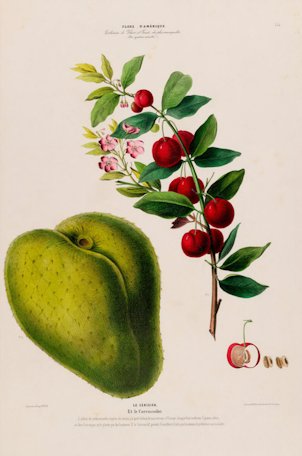 Annona muricata