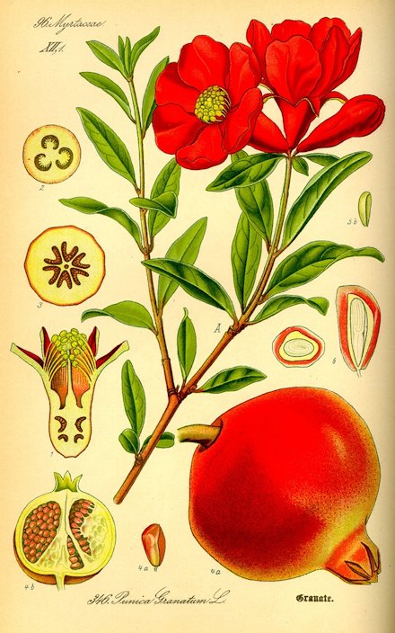 Pomegranate Botanical Drawing
