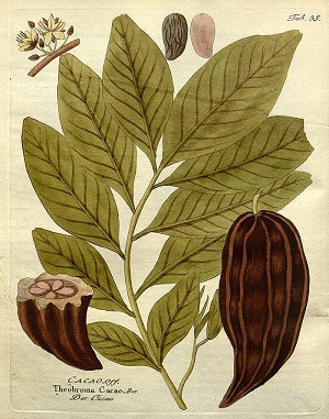 Theobroma cacao L.