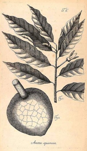 Annona squamosa L