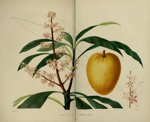 Mangifera indica L.