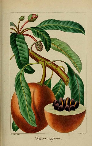 Manilkara zapota (L.) P.Royen [as Sapota achras Miller]