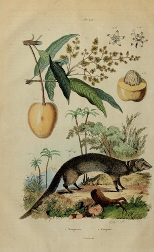 Mangifera indica L.