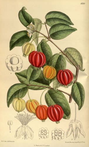 Eugenia uniflora L.