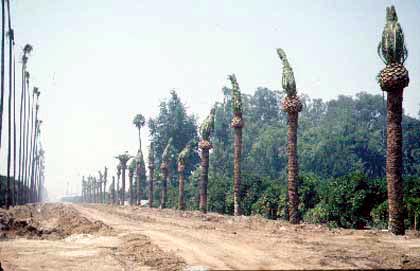 Pruning at Transplanting