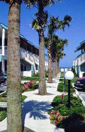 Over-pruned Cabbage Palms