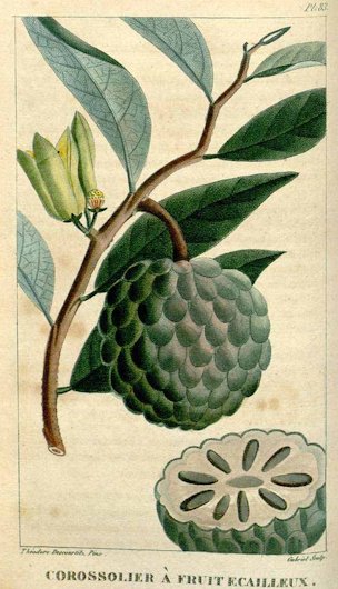 Annona squamosa L.