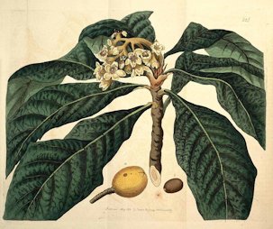 Eriobotrya japonica (Thunb.) Lindl. [as Mespilus japonica Thunb.]