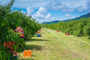 Harvest at the plantation