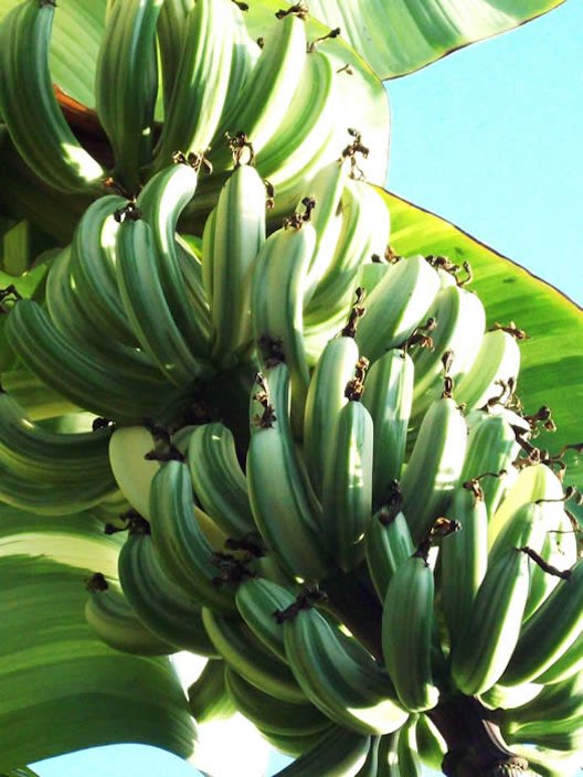 Praying Hands Bananas Fresh Tropical Fruit IN SEASON 