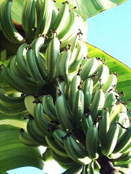 'AE AE' banana