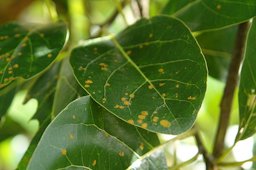 Algae leaf spot