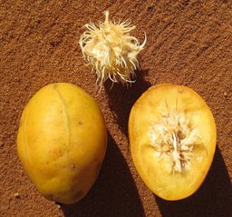 Ripe fruit