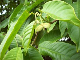 Biribá (Rollinia deliciosa) flowers