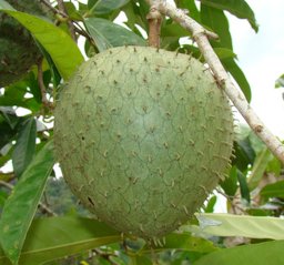 Annona montana Macfad.