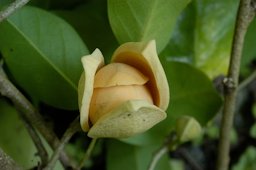 Annona montana (Annonaceae)