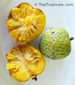 Annona montana