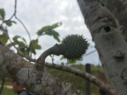 Mountain Soursop, Annona montana, Colombia